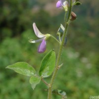 Desmodium uncinatum (Jacq.) DC.